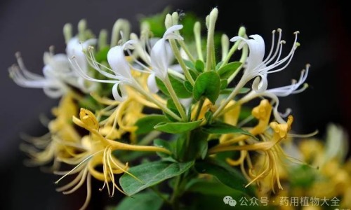 菖蒲功效作用与主治与用量-菖蒲作用功效网 - 为你提供菖蒲作用功效与禁忌、菖蒲功效作用与主治